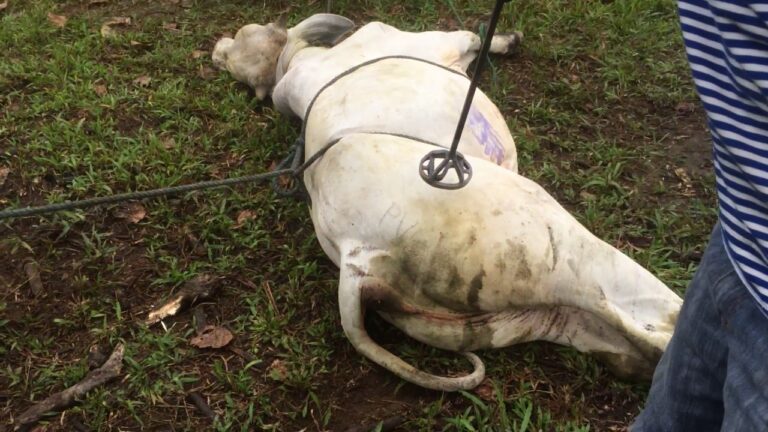 con que se marca el ganado