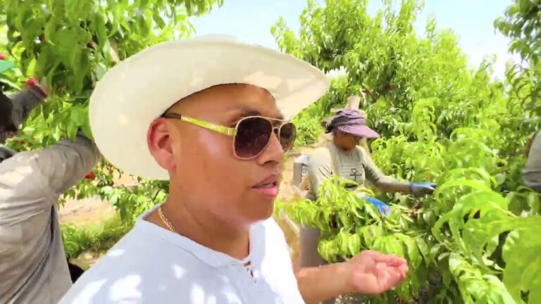 trabajar en la recogida de fruta